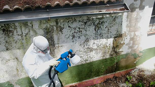 Top rated local Basement Mold Removal specialists in Smithsburg, MD
